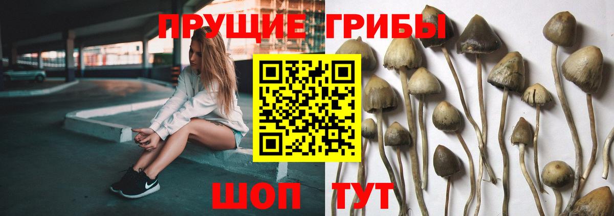 Псилоцибиновые грибы Psilocybine cubensis Бугуруслан